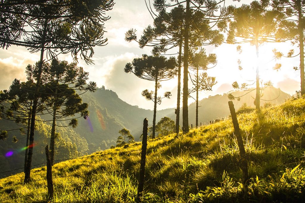 Araucárias e cerca de madeira num morro de capim dourado pelo sol, com montanhas da Mantiqueira ao fundo