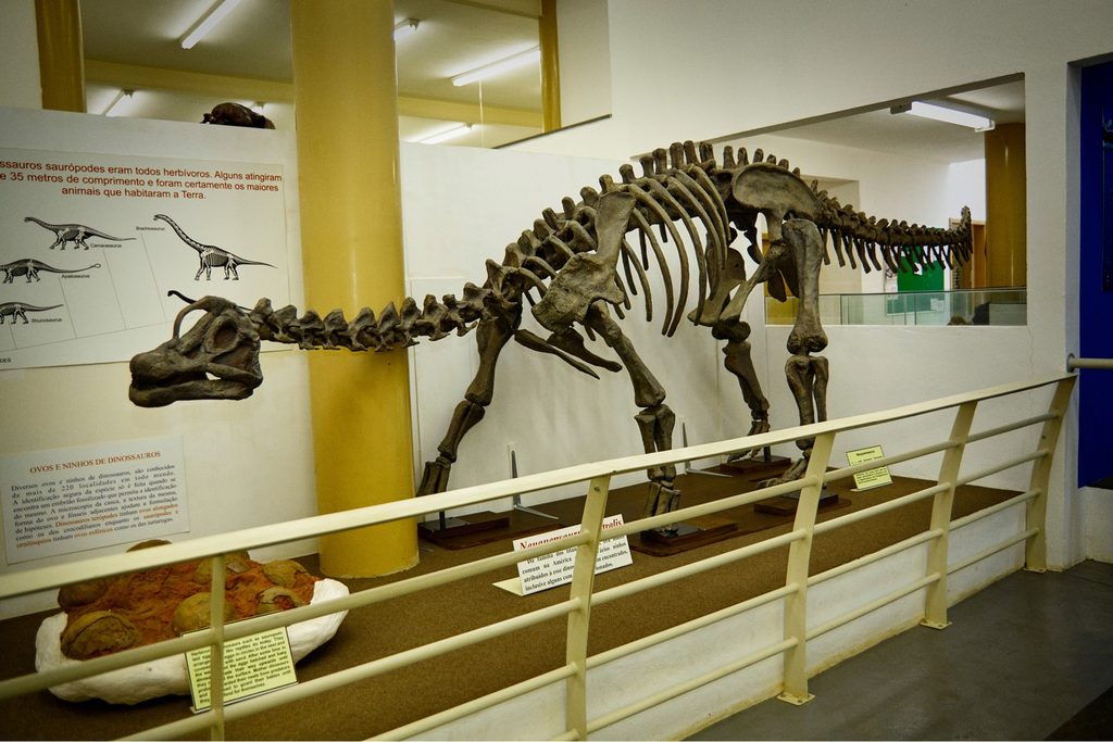 Réplica de esqueleto de dinossauro de pescoço longo exposta numa sala do Museu de História Natural, com painéis explicativos ao fundo