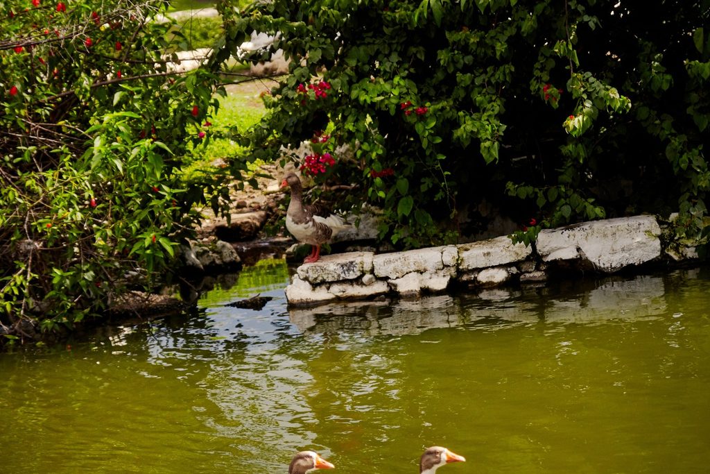 Lago com patos e gansos entre pedras e plantas floridas no Horto Municipal