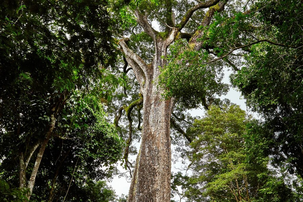 Tronco grosso de um jequitibá-rosa gigante subindo entre a mata, com a copa larga lá no alto, no Parque Estadual Vassununga