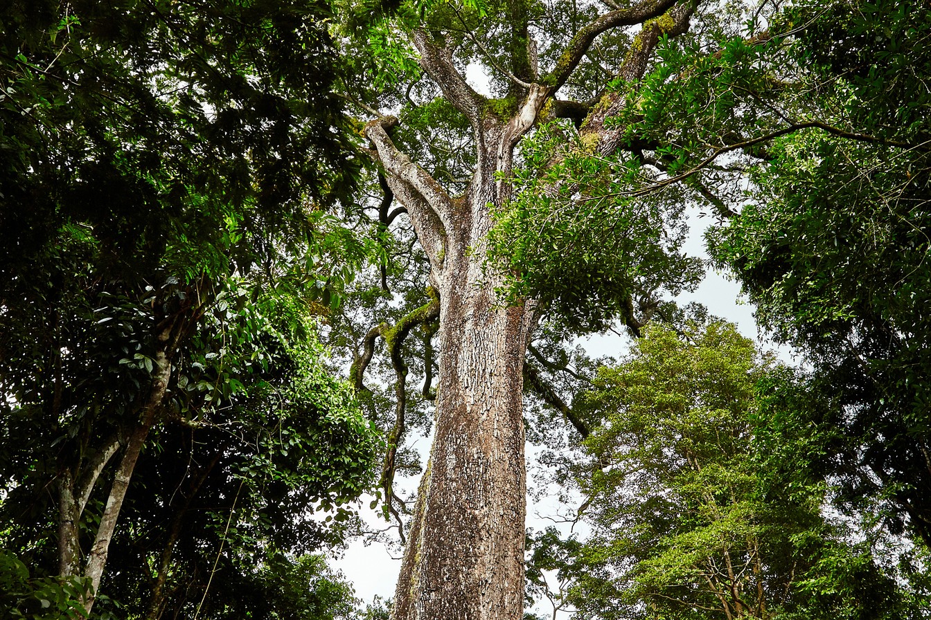 Tronco grosso de um jequitibá-rosa gigante subindo entre a mata, com a copa larga lá no alto, no Parque Estadual Vassununga